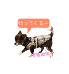 チョコタンチワワの日常会話〜よく使う言葉（個別スタンプ：25）