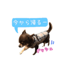 チョコタンチワワの日常会話〜よく使う言葉（個別スタンプ：26）