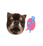 チョコタンチワワの日常会話〜よく使う言葉（個別スタンプ：28）