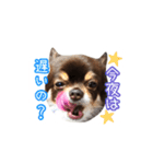 チョコタンチワワの日常会話〜よく使う言葉（個別スタンプ：30）