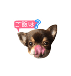 チョコタンチワワの日常会話〜よく使う言葉（個別スタンプ：31）