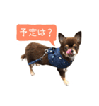 チョコタンチワワの日常会話〜よく使う言葉（個別スタンプ：32）