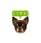 チョコタンチワワの日常会話〜よく使う言葉（個別スタンプ：33）