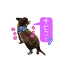 チョコタンチワワの日常会話〜よく使う言葉（個別スタンプ：34）