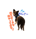 チョコタンチワワの日常会話〜よく使う言葉（個別スタンプ：35）