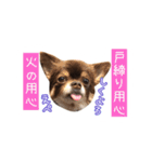 チョコタンチワワの日常会話〜よく使う言葉（個別スタンプ：40）