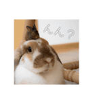 うさぎのゆきちゃんです（個別スタンプ：2）
