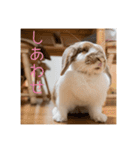 うさぎのゆきちゃんです（個別スタンプ：3）