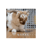 うさぎのゆきちゃんです（個別スタンプ：4）