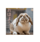 うさぎのゆきちゃんです（個別スタンプ：5）