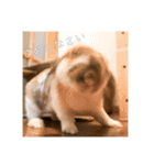 うさぎのゆきちゃんです（個別スタンプ：6）