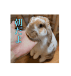 うさぎのゆきちゃんです（個別スタンプ：8）