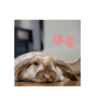 うさぎのゆきちゃんです（個別スタンプ：9）