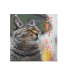 うさぎのゆきちゃんです（個別スタンプ：10）