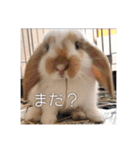 うさぎのゆきちゃんです（個別スタンプ：11）
