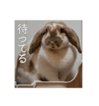 うさぎのゆきちゃんです（個別スタンプ：12）