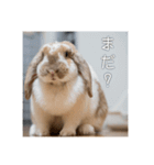 うさぎのゆきちゃんです（個別スタンプ：13）