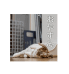 うさぎのゆきちゃんです（個別スタンプ：15）