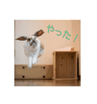うさぎのゆきちゃんです（個別スタンプ：16）