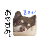 チワワのドリーくん 1.（個別スタンプ：9）