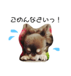 チワワのドリーくん 1.（個別スタンプ：15）