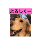 ラテまる2（個別スタンプ：1）