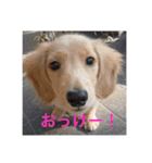 ラテまる2（個別スタンプ：11）