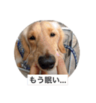 ラテまる2（個別スタンプ：12）