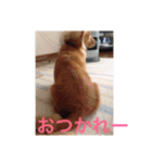 ラテまる2（個別スタンプ：16）