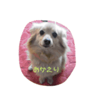 ポメックス れいずんの1日（個別スタンプ：1）