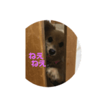 ポメックス れいずんの1日（個別スタンプ：3）