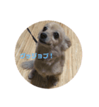 ポメックス れいずんの1日（個別スタンプ：5）