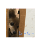 ポメックス れいずんの1日（個別スタンプ：6）