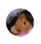 モルモットのちゃちゃです（個別スタンプ：1）
