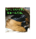 モルモットのちゃちゃです（個別スタンプ：2）