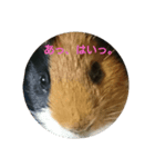 モルモットのちゃちゃです（個別スタンプ：3）