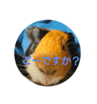 モルモットのちゃちゃです（個別スタンプ：4）