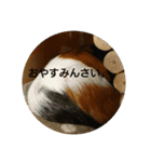 モルモットのちゃちゃです（個別スタンプ：6）