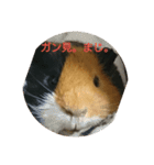 モルモットのちゃちゃです（個別スタンプ：8）
