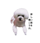 彼は犬だ。（個別スタンプ：1）