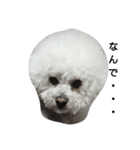 彼は犬だ。（個別スタンプ：2）