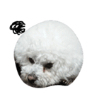 彼は犬だ。（個別スタンプ：3）