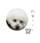 彼は犬だ。（個別スタンプ：5）