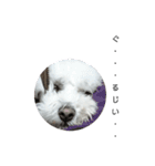 彼は犬だ。（個別スタンプ：7）