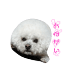 彼は犬だ。（個別スタンプ：9）