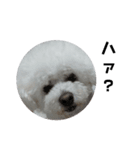 彼は犬だ。（個別スタンプ：13）