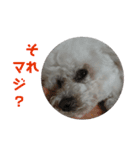 彼は犬だ。（個別スタンプ：15）