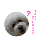 彼は犬だ。（個別スタンプ：17）