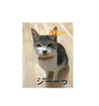 可愛い猫・小梅スタンプ（個別スタンプ：2）