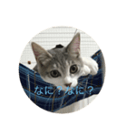 可愛い猫・小梅スタンプ（個別スタンプ：5）
